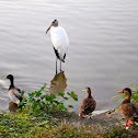 Wood Stork