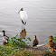 Wood Stork