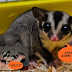 sugar glider yang comel dan sangat jinak