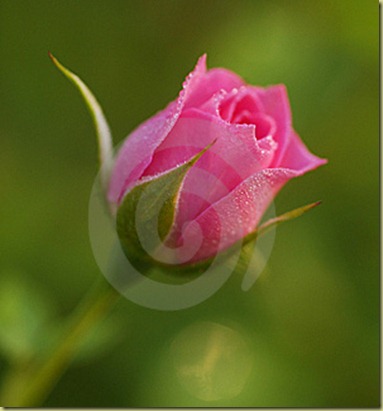 1267538585rose-flower-bud-thumb8841231