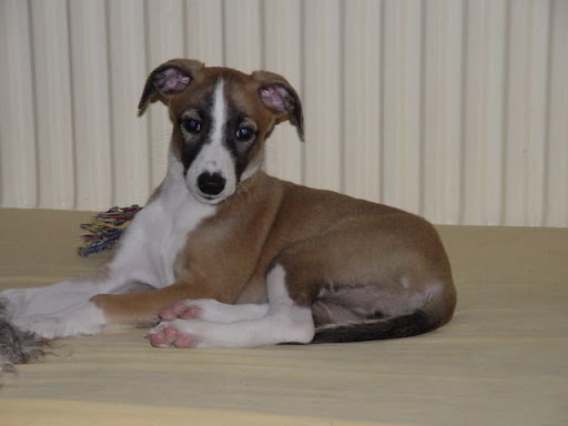 Puppy Daisy