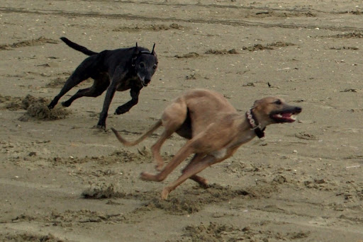Sarah & Dikkie racen op het strand.