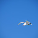 Ring Billed Gull 