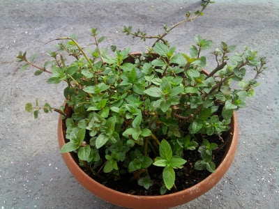 Mięta na balkonie