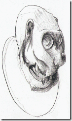 bigeye