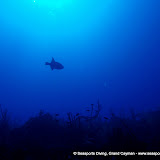 02-02-10 - Eagles Nest, Oro Verde