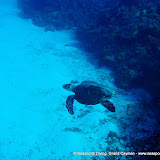 02-03-10 - Round Rock, Spanish Anchor