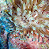 02-20-10 - Northwest Point, Governor's Reef