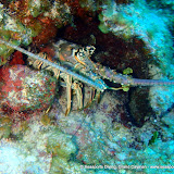 07-05-10 - AM Dives - Chinese Wall, Lemon Reef