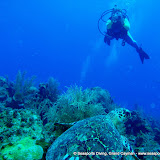 07-07-10 - PM Dive - Princess Penny's Pinnacle, Lemon Reef Drift