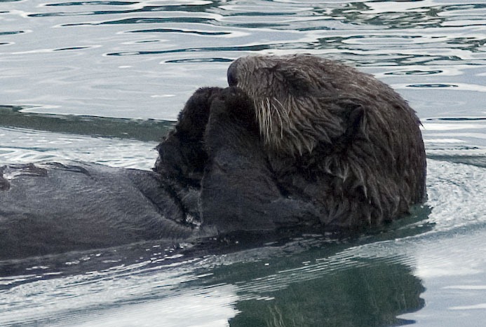 [Sea Otter Moss Landing 10-29-10_1[2].jpg]