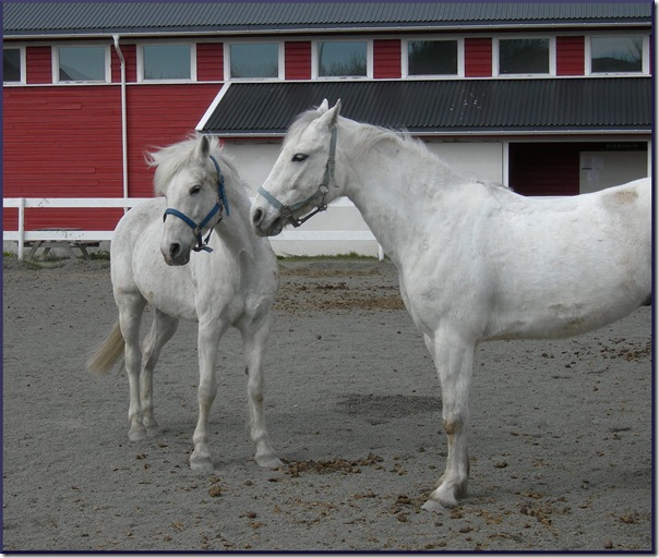white horses1