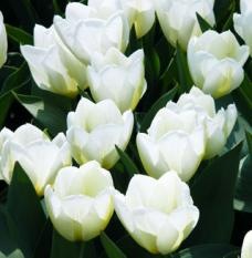 [Tulipan-White-Dream-10-stk-NY_full_plant[4].jpg]