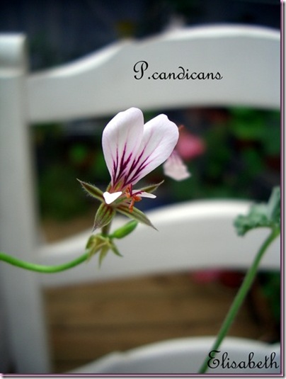 P.candicans - Villart 1