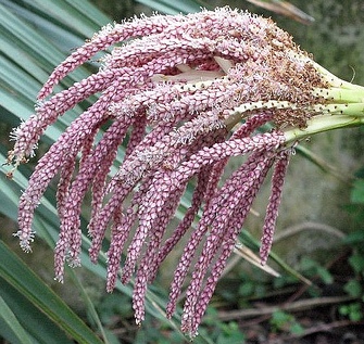 Resultado de imagen para arecaceae+flor