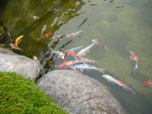 http://lh6.ggpht.com/_ogqP-NvBGAQ/TL_oTCPyDpI/AAAAAAAAAcw/jXLOGauP_T0/DSCF2977.JPG