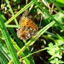 Small Pearl-bordered Fritillary