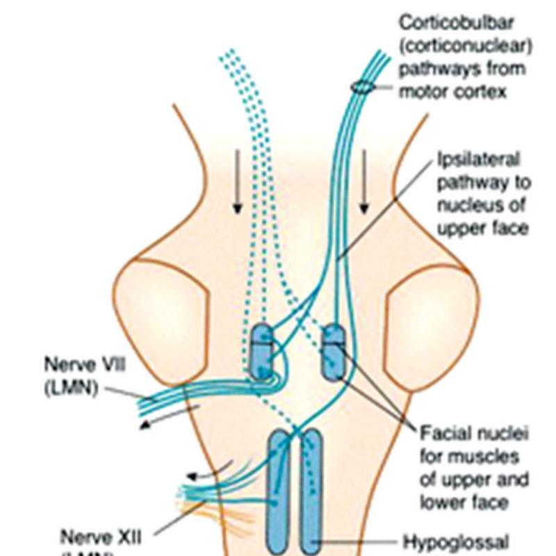 Facial nerve