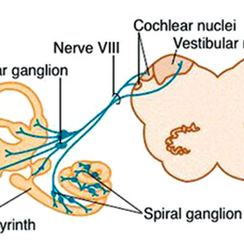 Vestibular cochlear nerve