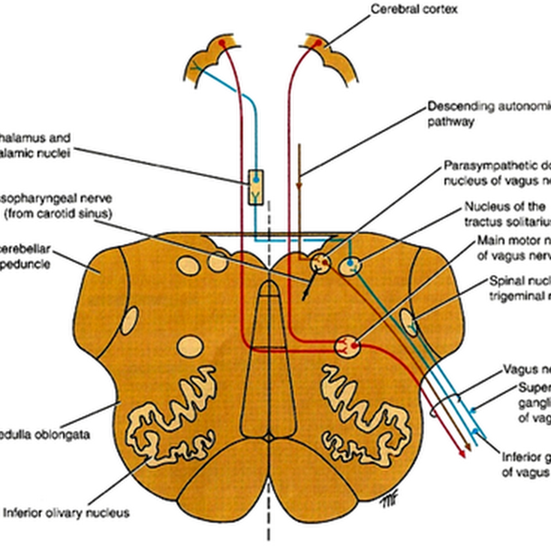 Vagus nerve