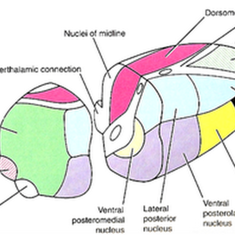 The thalamus