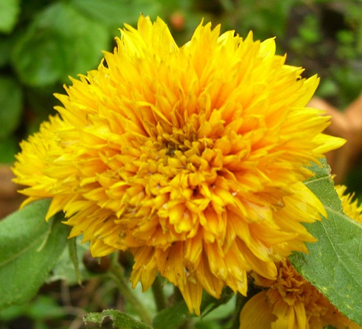 [flower[2].jpg]