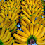 La Banane : Un remède naturel pour la peau sèche et les cheveux fragiles