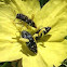 Flower buprestids