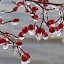 happywintersolsticeday Iarna nu vrea sa plece ( Galerie Foto )