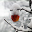 winterapple Iarna nu vrea sa plece ( Galerie Foto )