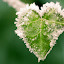 frozen heart Iarna nu vrea sa plece ( Galerie Foto )