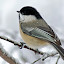 20winterchickedee Iarna nu vrea sa plece ( Galerie Foto )