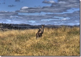 IMG_2814_2_3_tonemapped.tif