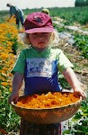 Andrew and eric picking calendula.jpg