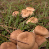 DSCF8458.jpg