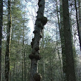 Forest Tree in North Carolina, K.M. Newton, 2007