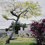 Grave Yard, Bermuda, K.M. Newton, 2006
