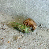Cicada, Hammond, La, K.M. Newton, 2008