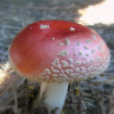 DSCF9180.JPG