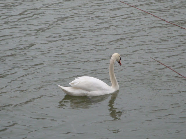 DSC00676.JPG