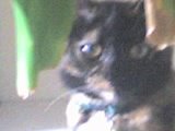 Mona Kitty The Student - The Cat That Pays Attention