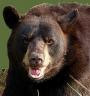 russian-bear.jpg