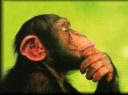 chimp-thinker.jpg