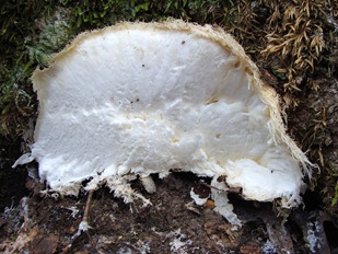 Hericium erinaceus cut surface