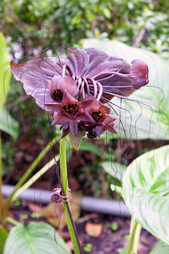 �i�ek Resimleri (5 Katalog)