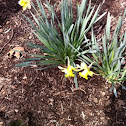 Daffodil