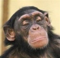 [twycross zoo[4].jpg]