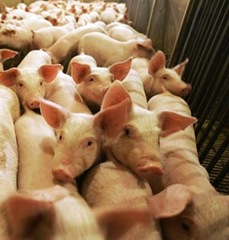 Swine flu