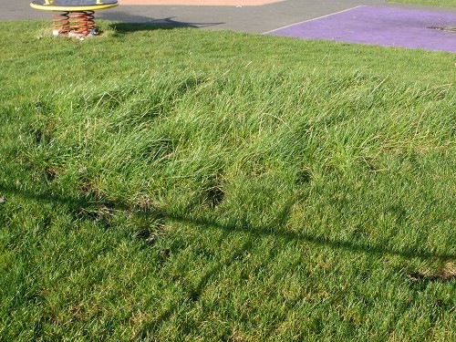 [Trampoline burnt out and filled in[4].jpg]