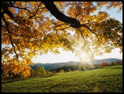 Autumn Leaves
